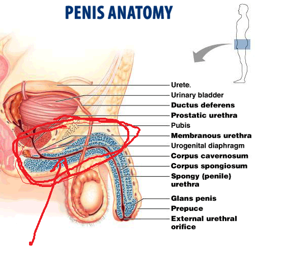 penis or no penis parts Edmonton sex toy store